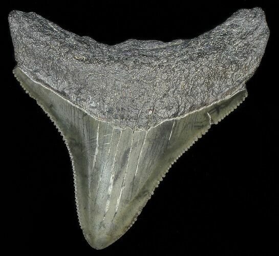 Serrated, Juvenile Megalodon Tooth #69333